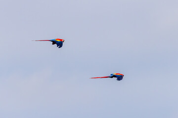 Scarlet Macaws in Flight at Parador Resort and Spa Manuel Antonio Costa Rica © Paul Harrison