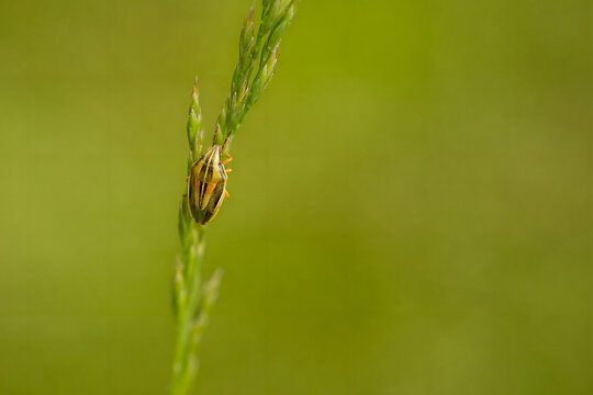 Gestreifter Spitzling  (Aelia klugii)
