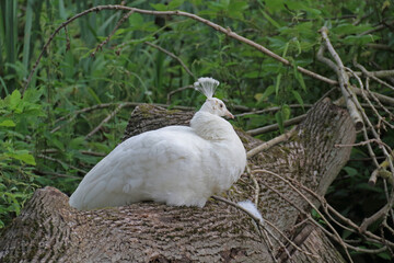 white peacock