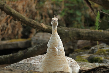 white peacock