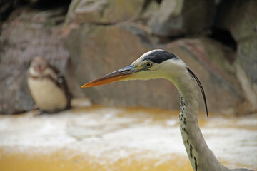 Grey Heron
