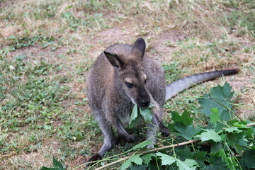 Naklejka premium Kangaroo eating fresh maple leaves