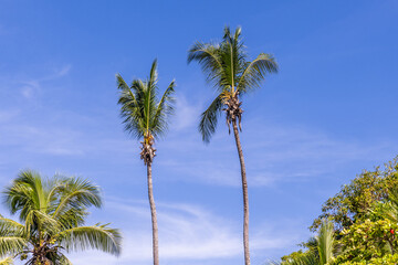 Fototapeta na wymiar Palm Trees on the Beach Manuel Antonio Costa Rica