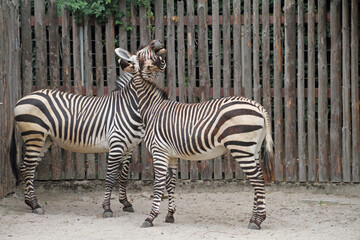 Zebra offspring in a German zoo