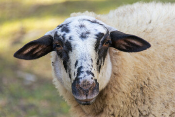 Portrait of a curious domesticated sheep in a farm. Dalmatian ovis aries face looking at camera in Olot, Catalonia.