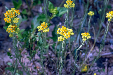 Yellow cumin. Helichrysum arenarium, dwarf everlast. Helichrysum arenarium L is also known as dwarf...