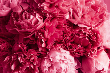 2023 color Viva Magenta, beautiful pink peony flower background
