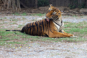 The bengal tiger is sit and rest in garden