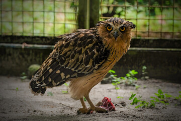 buffy owl feeding in conservation