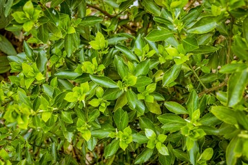 Closeup of a green fresh bush under the sun