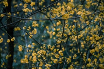 Growth of yellow dogwood plants on branches against blur background