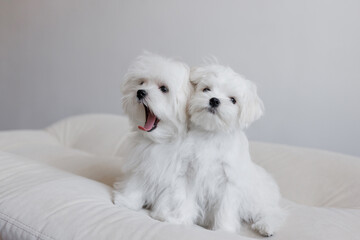 Cute small white puppies of the Maltez breed plays, rests and licks his lips on the bed.