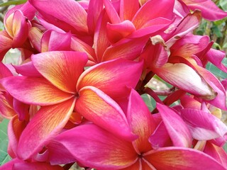 Bunga Kamboja Merah or Red Plumeria 