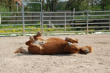 Chestnut horse lying on its back in the paddock.
