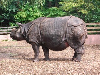 Closeup of a rhinoceros standing in a fenced field in a zoo