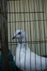 Vertical closeup of a white dove in a cage alone