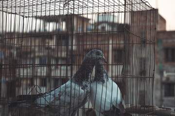 Closeup of a pigeons in a cage with urban buildings in the background