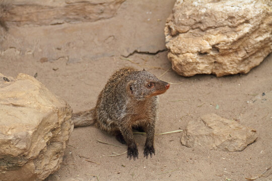 curious mongooses between two stones