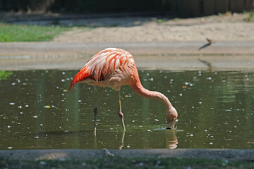 Pink flamingo looking for food