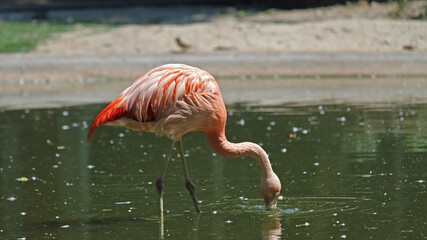 Pink flamingo looking for food