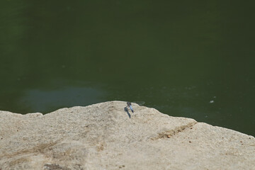 Large dragonfly sunbathes on a stone
