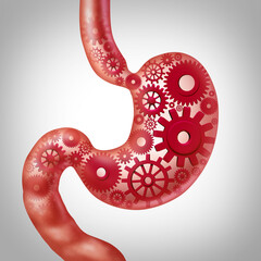 Human Metabolism and food digestion function or digesting nutrition as a stomach representing gastrointestinal health or digestive process as a symbol for gastrointestinal; Irritable Bowel or IBS. - obrazy, fototapety, plakaty