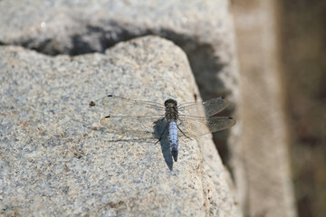 Large dragonfly sunbathes on a stone