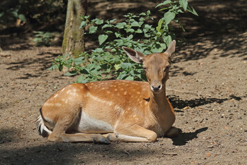 Mesopotamian hind resting in the shade