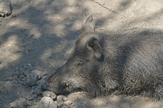 a wild boar lies dozing in the dirt