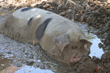 German domestic pig lying in the wallow