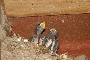 Barn swallow at its nesting site