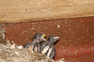 Barn swallow at its nesting site
