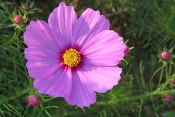 Obraz premium 太陽とコスモスの花