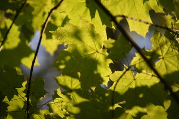 Closeup of sunlight beaming through green leaves of a tree