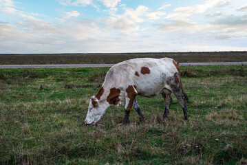 Cow grazing on pasture land in autumn day