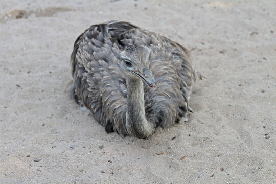Darwin Rhea resting in the sand