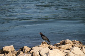 a wild raven on the river bank