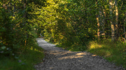 Ein Pfad führt durch den Bayerischen Wald