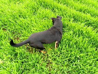 A black dog plays in the thick green grass looking for small rodents. The topic of walking pets in the fresh air.