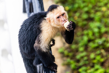 Capuchin Monkey at Parador Resort and Spa Manuel Antonio Costa Rica