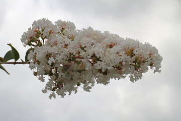 An umbel of white Indian lilac flowers in detail - obrazy, fototapety, plakaty