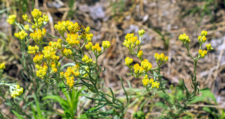 Yellow cumin. Helichrysum arenarium, dwarf everlast. Helichrysum arenarium L is also known as dwarf everlast, and as immortelle.