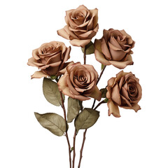 brown roses on isolated background