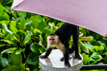 Capuchin Monkey at Parador Resort and Spa Manuel Antonio Costa Rica