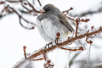 Puffy Bird on frozen branch 