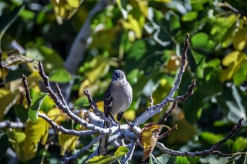 Closeup shot of a northern mockingbird on the branch of a tree