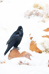 Raven sitting on rock in the snow