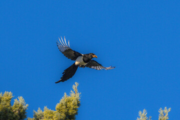 magpie flying from the top of a tree