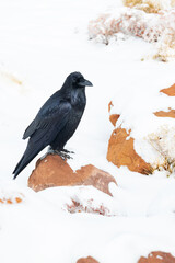 Raven sitting on rock in the snow