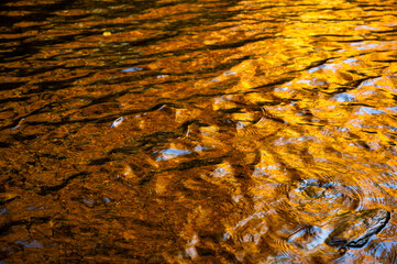 Golden water surface, beautiful illumination of autumnal warm color leaf on tree on river bank.